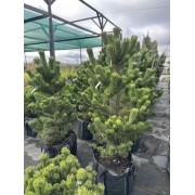 Сосна «Орегон Грін» 120-160 см